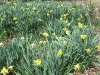 Daffodils at St. Mary's Convent in Sewanee, Tn.