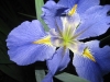 Iris- my garden