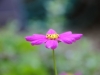 annes-garden-flower.jpg