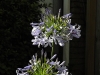 annes-redux-003