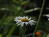 annes-redux-010.jpg