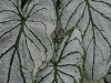 annes-redux-101.jpg