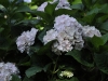 annes-redux-112