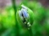 baby-lily-2a