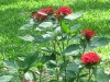 img_1670-1.jpg