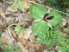 Trillium on Turkey Trot Trail- Sewanee, Tn.