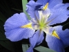 Iris- my garden