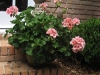mothers-day-geranium.jpg