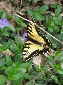 eastern-tiger-swallowtail