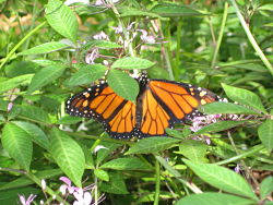 monarch_on_cleome_opt-for-website