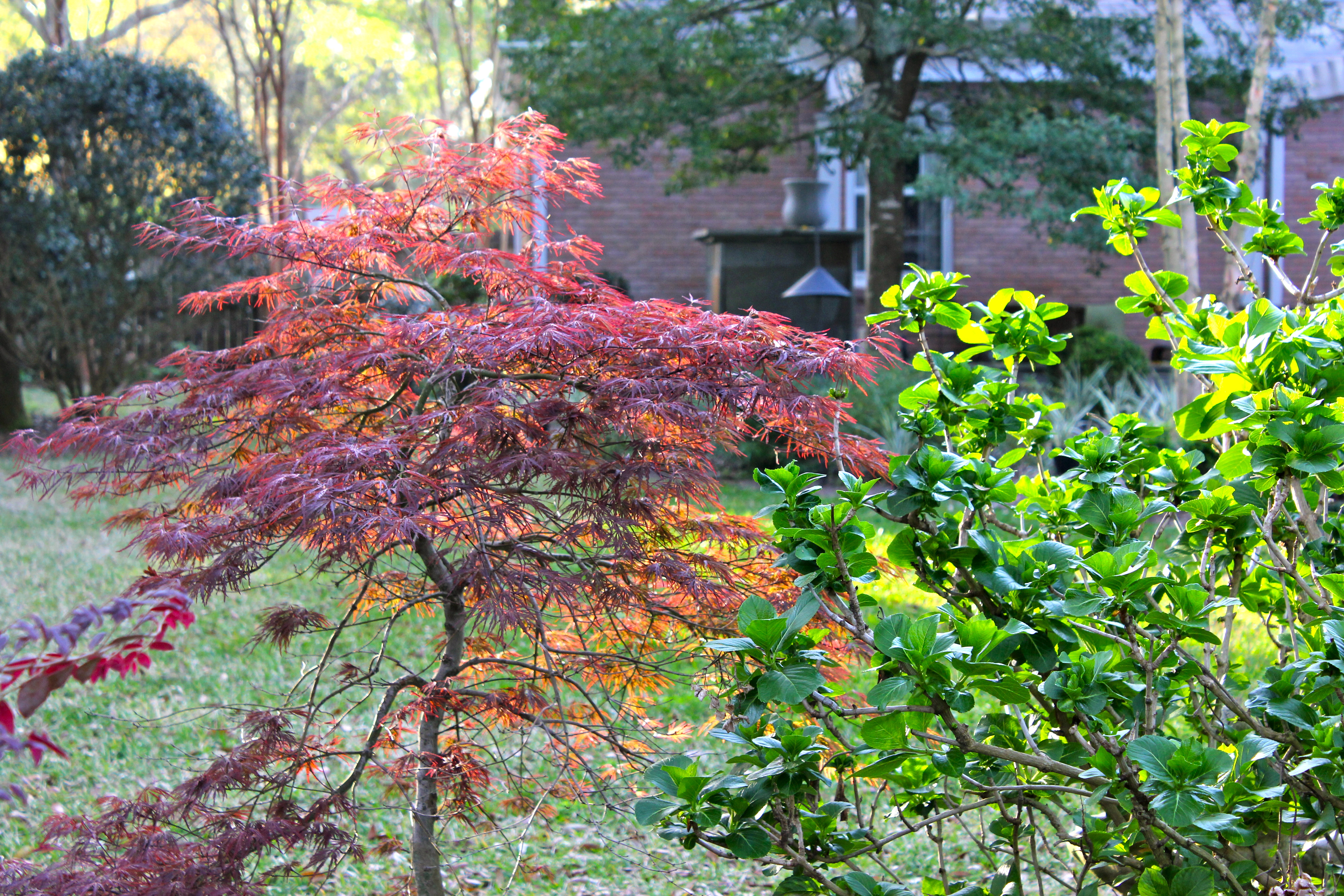Japanese Maple « Simply Gardens