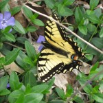 eastern-tiger-swallowtail1