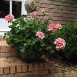 mothers-day-blog-geranium1