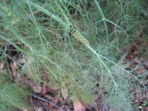 Black swallowtail caterpillar on bronze fennel