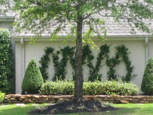 diamond espalier