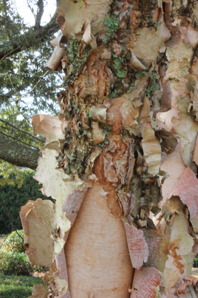 shaggy bark of the River Birch